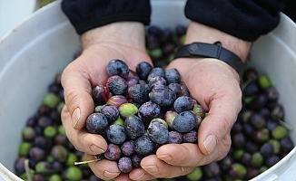  İklim krizi zeytin hasadını vurdu