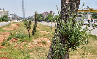  Kepez kocaman bir zeytin bahçesi oluyor