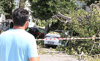 Asırlık çınar ağacının kırılan dalı 5 araçta hasara yol açtı