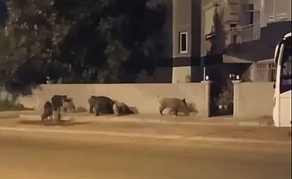 Domuz sürüsü site sakinlerini dışarıda mahsur bıraktı
