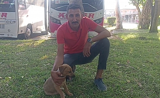 Midibüs şoförü ile yavru köpeğin inatlaşması mutlu sonla bitti