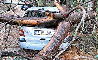 Kemer'de fırtına ağaçları devirdi ağaçlar zarar gördü, totemler fırtınaya dayanamadı