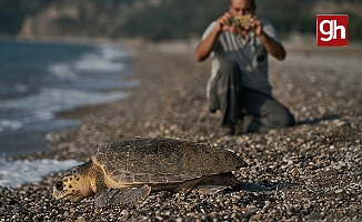 Antalya'da 2023 yılında 144 bin 334 yavru caretta caretta denizle buluştu