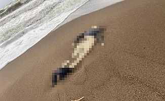 Kundu sahilinde kimliği belirsiz erkek cesedi bulundu