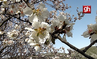 Antalya’nın yüksek kesimlerinde güneşe aldanan badem ağaçları erken çiçek açtı