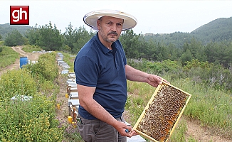  Arıcıların yeni favorisi avokado ve muz balı