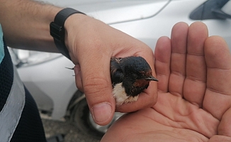 Bitkin düşen Kırlangıç’a jandarma şefkati