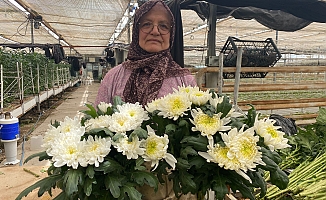 Çiçek üreticileri Anneler Günü'ne hazırlanıyor