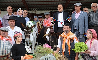 Nesli tükenmesin diye eşeklere sembolik düğün