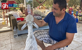 Annesi ölen oğlağı bebekleri yaptılar, altını bezleyip biberonla besliyorlar