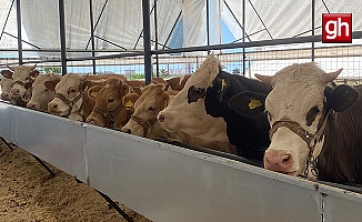 Kurban Bayramı öncesi usta kurban kesimciliği eğitimi