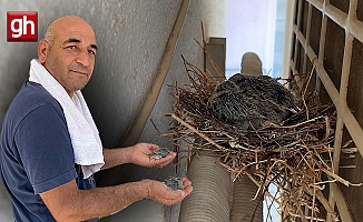 Kumruları rahatsız etmemek için 40 derece sıcakta klima çalıştırmıyor