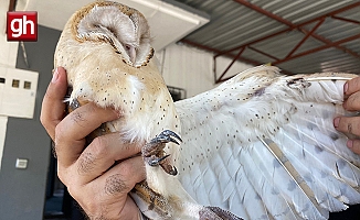 Türkiye'de nadir görülen peçeli baykuş, Antalya'da evin bahçesinde bulundu