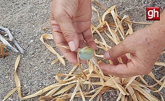 Koparana 244 bin TL ceza uygulanıyor... Aşırı sıcaklar onları da kuruttu!