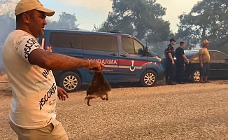 Orman yangınında kirpiyi yanmaktan kurtarıp serinlettiler