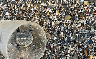 Caretta yavruları plastik bardakların içinde telef oluyor