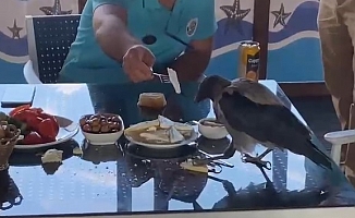 Antalya'da restorana gelip kahvaltıya eşlik eden karga gülümsetti