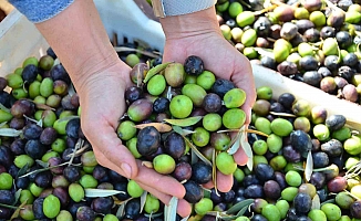 Antalya’da zeytin rekoltesinde geçen yıla göre yüzde 30 artış bekleniyor