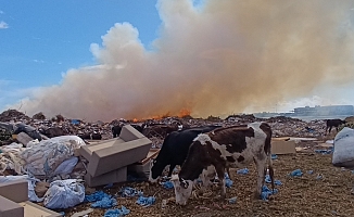 Alevlere aldırmayan inekler otlamaya, çoban ise yangını izlemeye devam etti