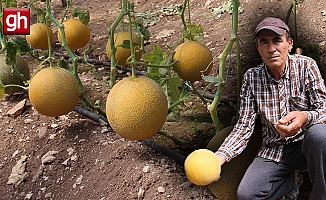 "Bu mevsimde olmaz" dediler, 2 ton hasat yapıp kilosunu 200 TL'den sattı