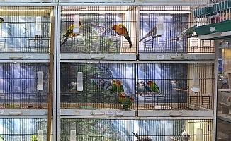 Papağan ticareti yapan işletmeye rekor ceza
