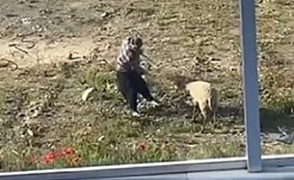 Koyuna tekme atıp iple eziyet eden adam tutuklandı!