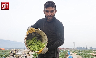 Kuraklık ve dona maruz kalan kabak, tarlada 50 TL'den alıcı buluyor