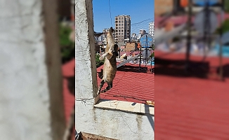 Tel örgülerde mahsur kaldı!