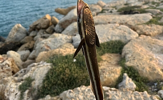  Antalya'da vantuzlu ‘remora' balığı şaşkınlığı