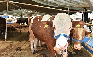 Kepez’de 2 noktada canlı hayvan pazarı kuruldu