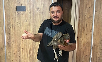 Tavuğun cesareti dönerciyi şaşkına çevirdi