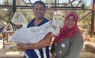 Bayramın en şanslı keçisi kesilmekten kurtuldu