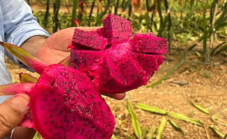 Alanya'da ejder meyvesi hasadı başladı, kilosu 200 TL'yi buluyor