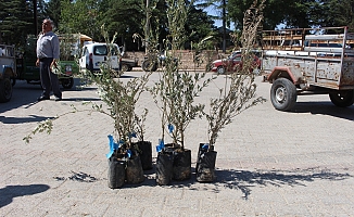  Büyükşehir'den 19 ilçeye 40 bin zeytin fidanı desteği