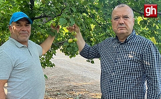  İspanya modeliyle 2 milyon liralık kayısısını kurtardı