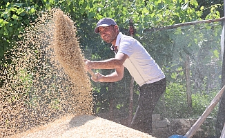 Korkuteli Yeşiloba Yaylası'nda hibe tohumların buğday hasadı başladı