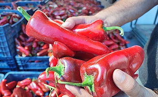 Salçalık biber sezonu başladı