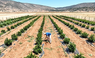 Susuzluk nedeniyle tarım yapılamayan ilçe arıtma suyuyla yeşerdi
