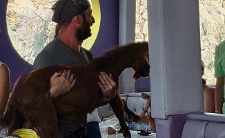 Alanya’da 3 gündür mahsur kalan dağ keçisini tur teknecileri kurtardı