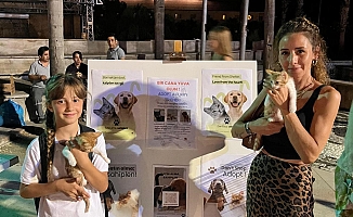 İki konserde 15 evcil hayvan sahiplendirildi