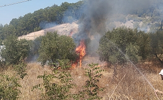 Kumluca’da çıkan yangında bir dönüm zeytinlik alan yandı