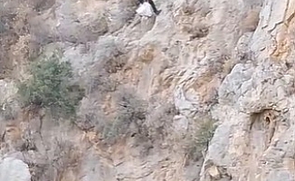 Serik’te uçurumda 3 gündür mahsur kalan keçi, ekipler tarafından kurtarıldı