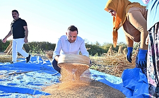 Altın susam hasadı