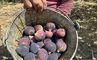 Antalya'da siyah incir hasadında sona gelindi