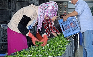 Antalya’da Eylül’de sebze miktarı yüzde 10 arttı