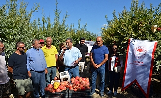 Serik’te nar hasadı başladı