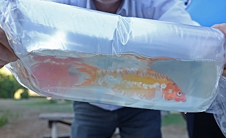 Tayland'tan süs balıkları, Tokat'tan horoz, İstanbul'dan kalkan balığı usulsüz taşımacılığa operasyon