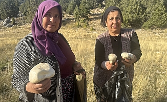  Toros'larda yağmurla birlikte mantar sezonu açıldı