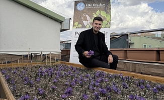 Ülkü Ocakları Genel Merkezi’nin Terasında Safran Hasadı!