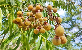 Bu ceviz yenmiyor, temizliyor, cildi güzelleştiriyor